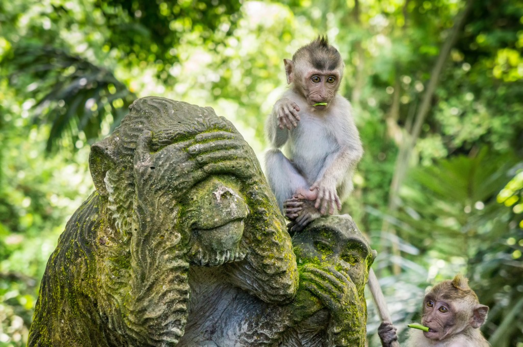 Sacred Monkey Forest of Ubud Bal