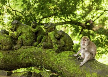 Ubud Maymun Ormani 1