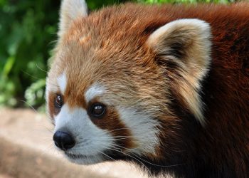 animal asia asian beauty boy Fav