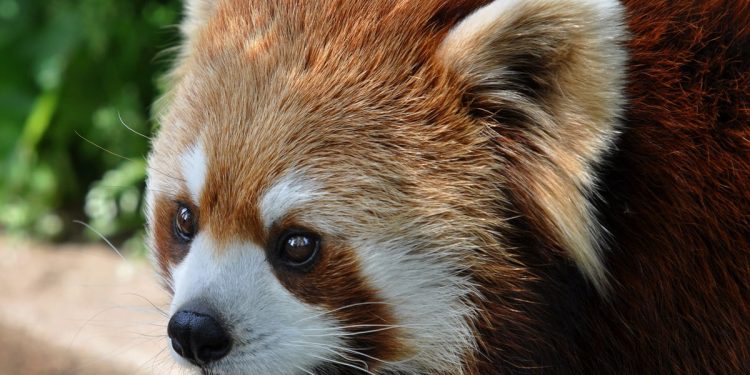 animal asia asian beauty boy Fav