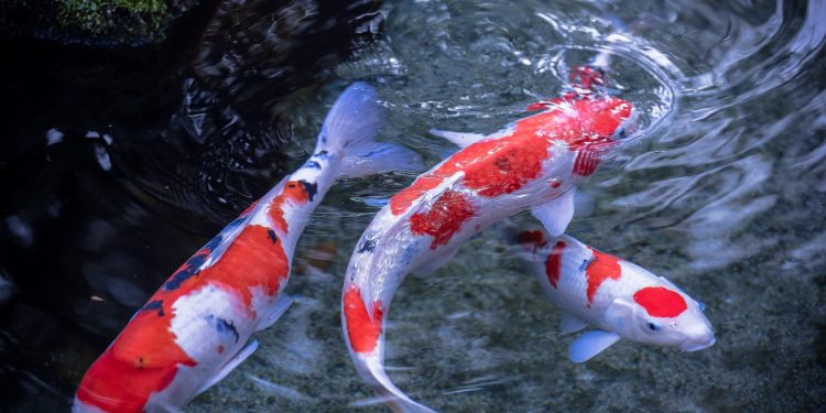 0eafcb9b63addbc06e9f2e7bd9f64d0c